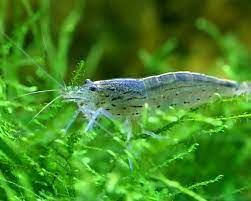 The Harmony of Shrimp: Mutual Understanding in the Aquarium