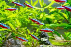 Symphonic Aquatic Ensembles: Orchestrating Diversity in Your Aquarium