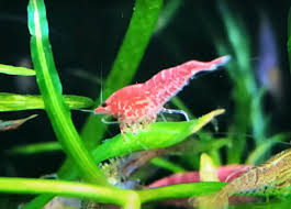 Creating a Harmonious Community: Compatibility of Aquarium Shrimp with Other Tank Inhabitants