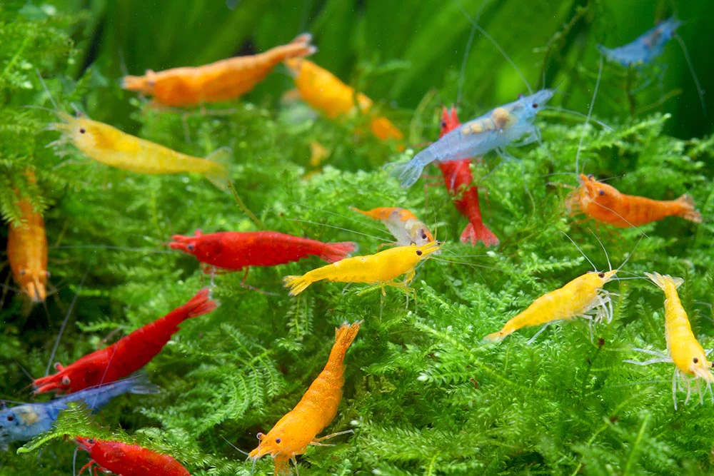 Creating a Thriving Habitat: How to Keep Shrimps and Crabs Together in Your Freshwater Aquarium